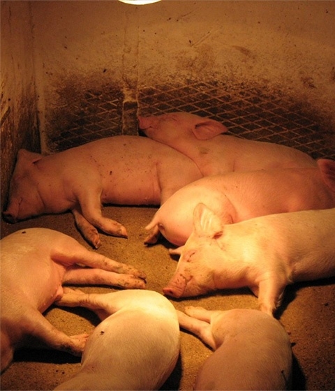 Animal Breeding